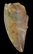 Serrated, Raptor Tooth - Morocco #72617-1